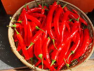 Long Red Chilli