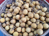 Longan