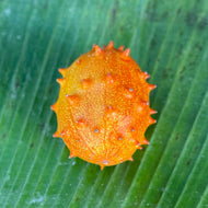 Kiwano