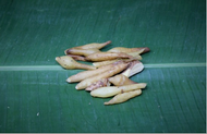 Krachai Per Pack 100g