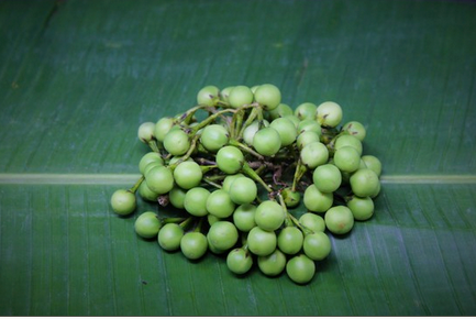 Pea Aubergine 100g